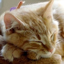 Acton Critter Sitters team caring for client pets