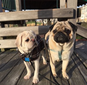 Furball Fitness Dog Walking and Pet Care out on a dog walk