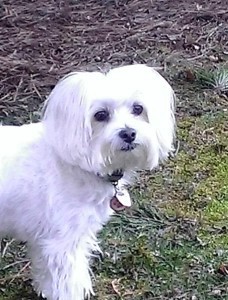 Alpha Dawg Pet Sitting caring for client pets during a busy holiday season