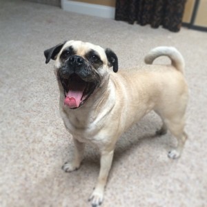 iCare4Pets pet sitter with a pet in their care, from the Time To Pet client spotlight