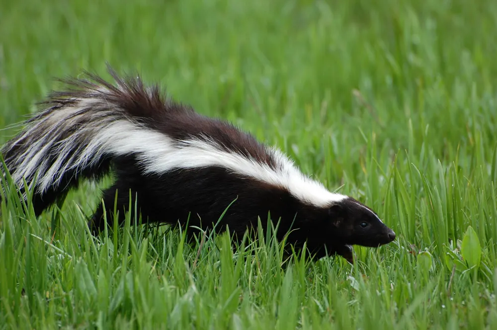 skunk in the grass