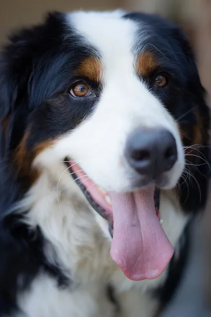 National Dog Day!