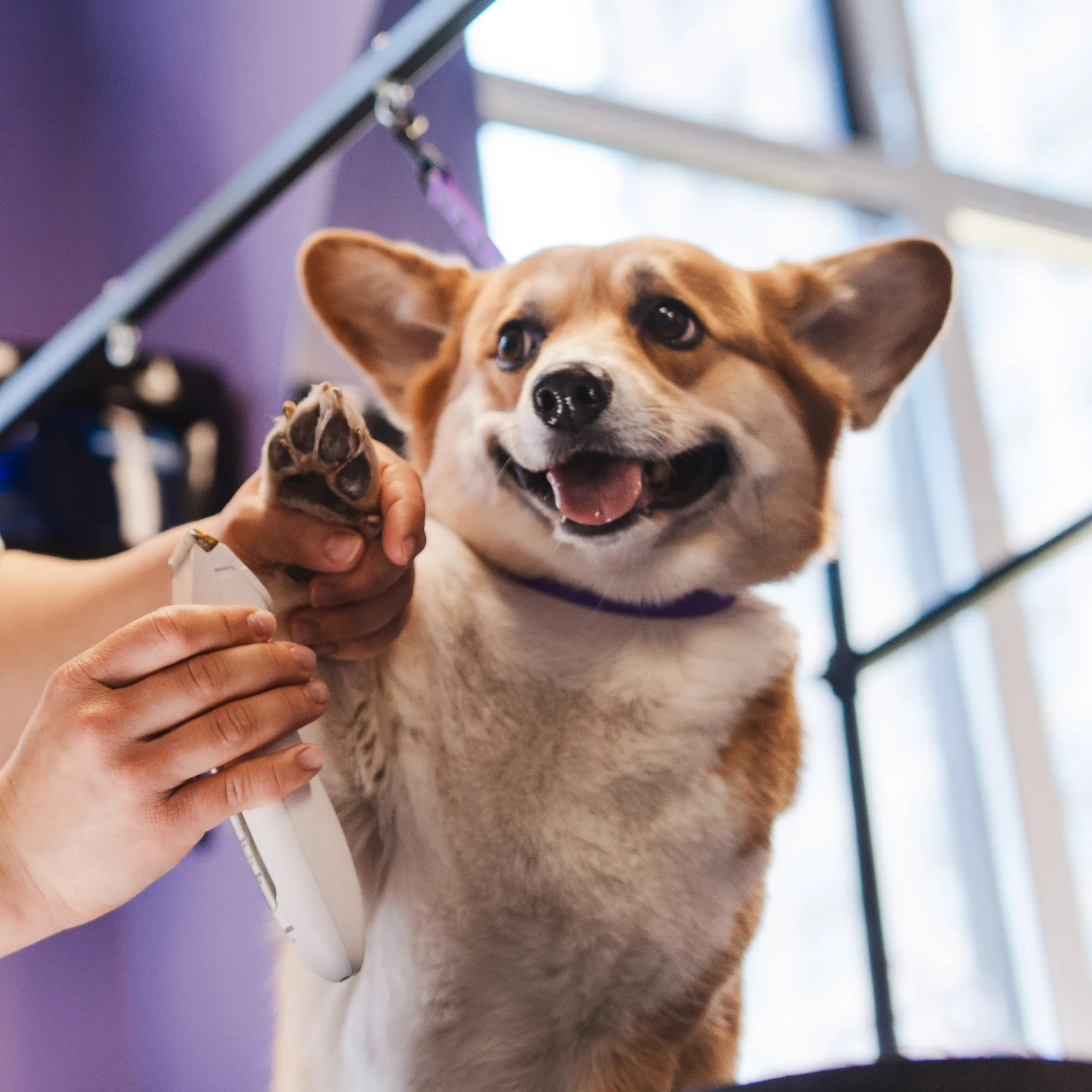 a little dog, playing with it's owner, the owner is holding the dog's hand