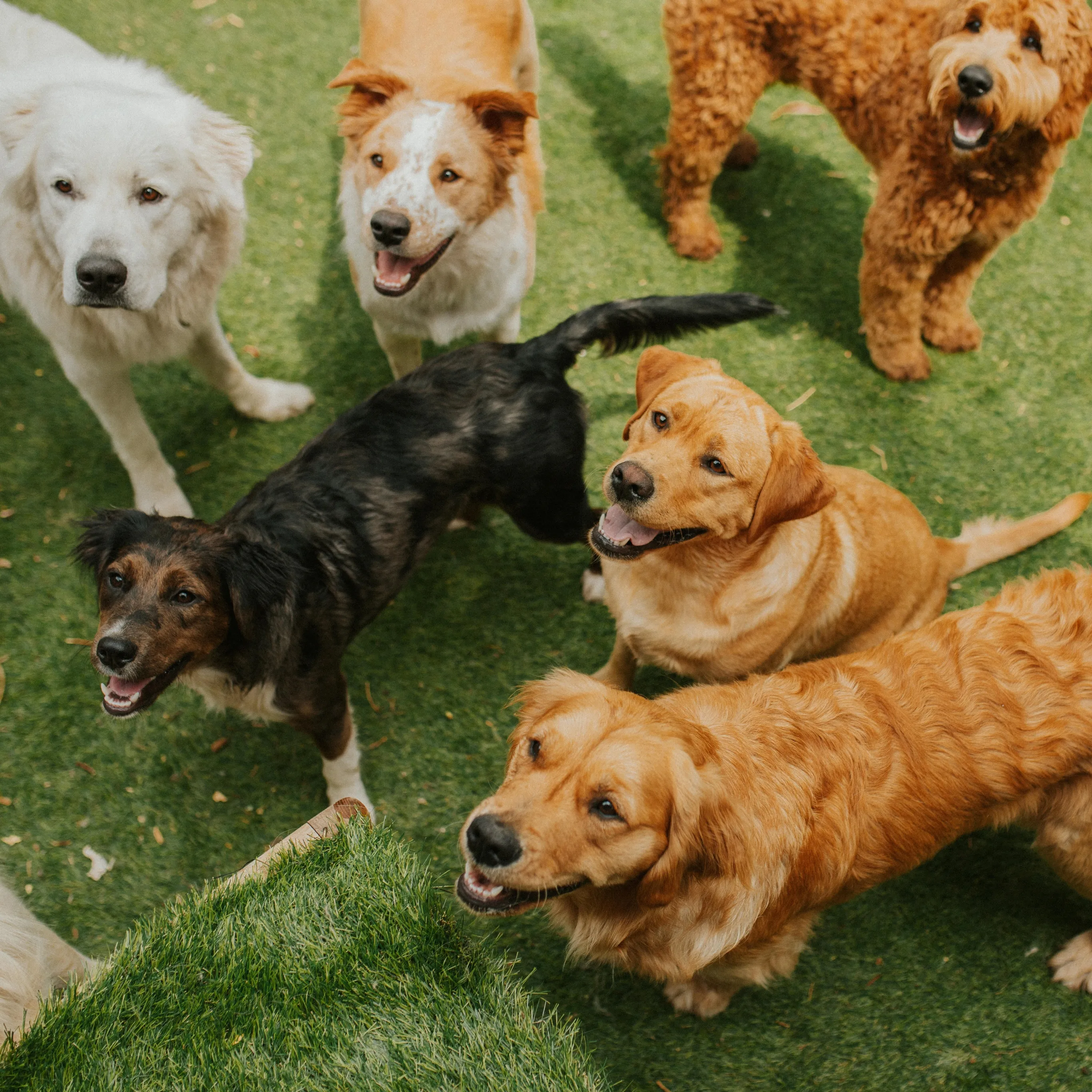 a group of dogs looking at a person