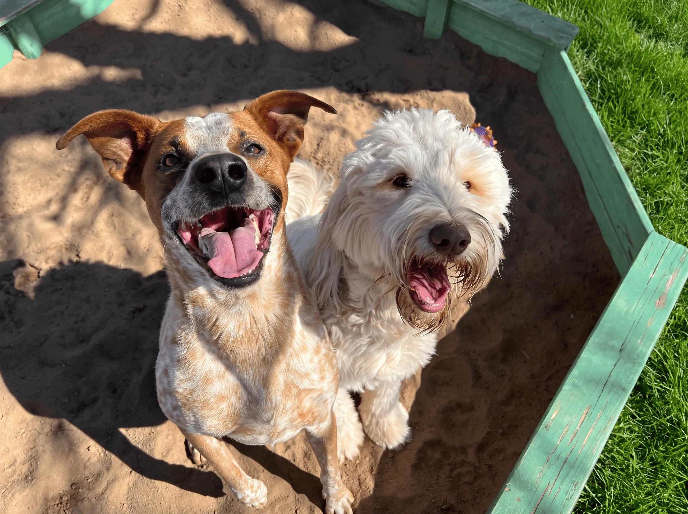 Two happy dogs standing in a sandpit with green wooden edges; one dog has brown and white short fur with ears perked up, the other has long, fluffy white fur with a slightly open mouth.