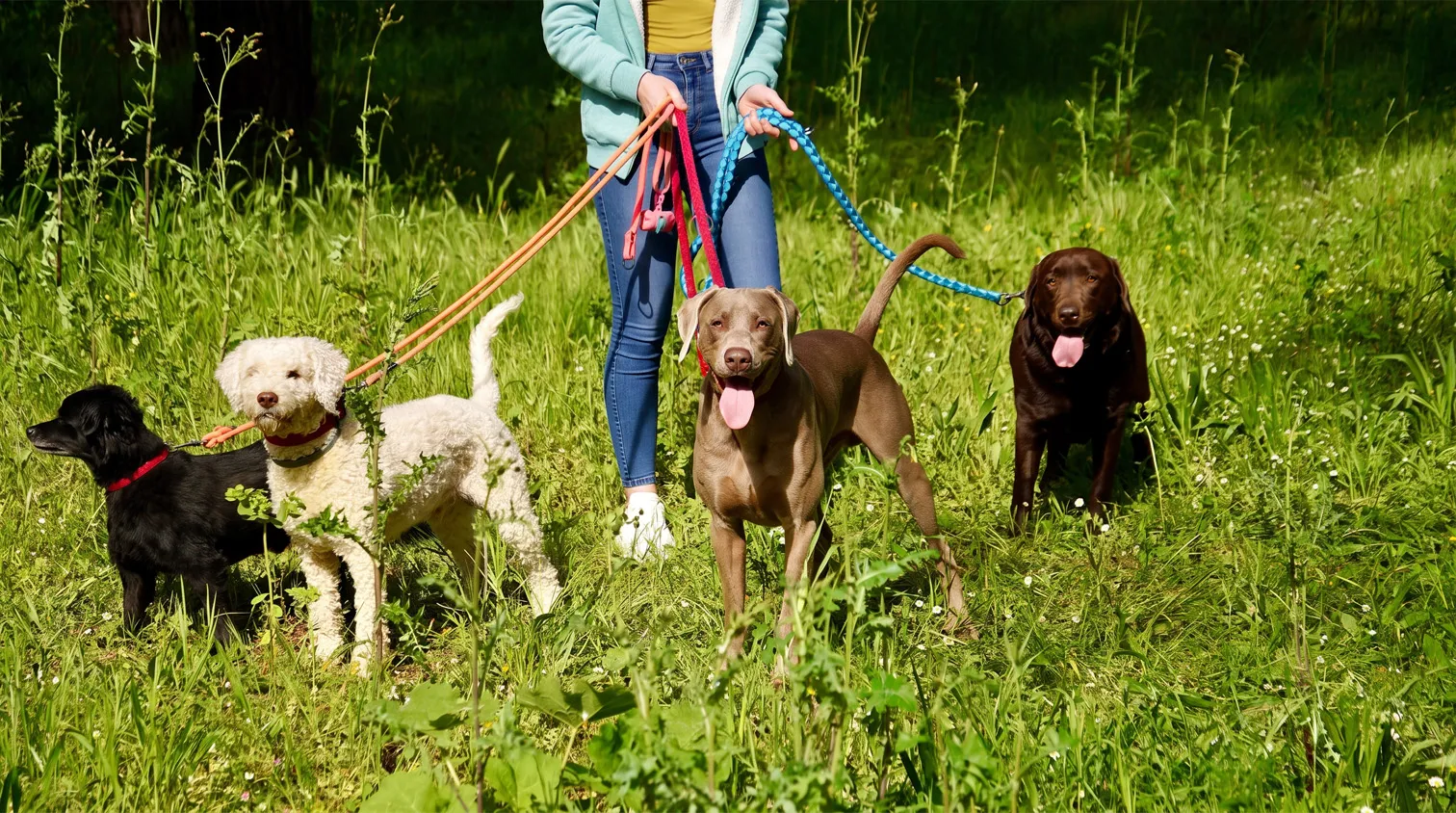 Person in blue jacket, yellow shirt, and jeans holding leashes walking four dogs of different breeds in a green grassy field.
