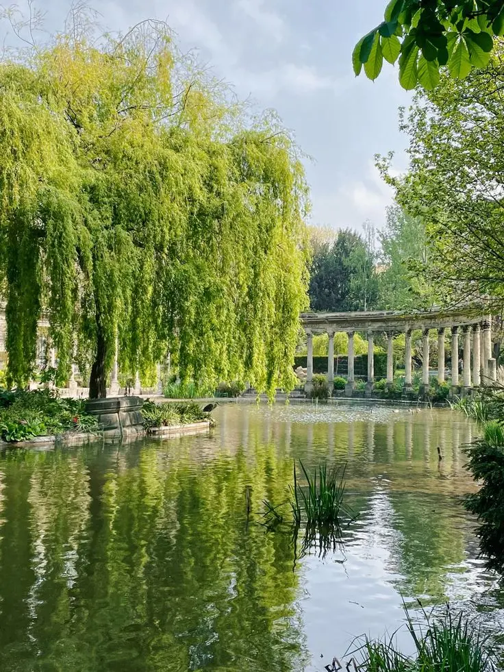 Un grand saule pleureur avec ses branches tombantes vertes au bord d'un étang paisible reflétant la végétation, avec une longue colonnade de colonnes en pierre à l'arrière-plan dans un parc verdoyant.