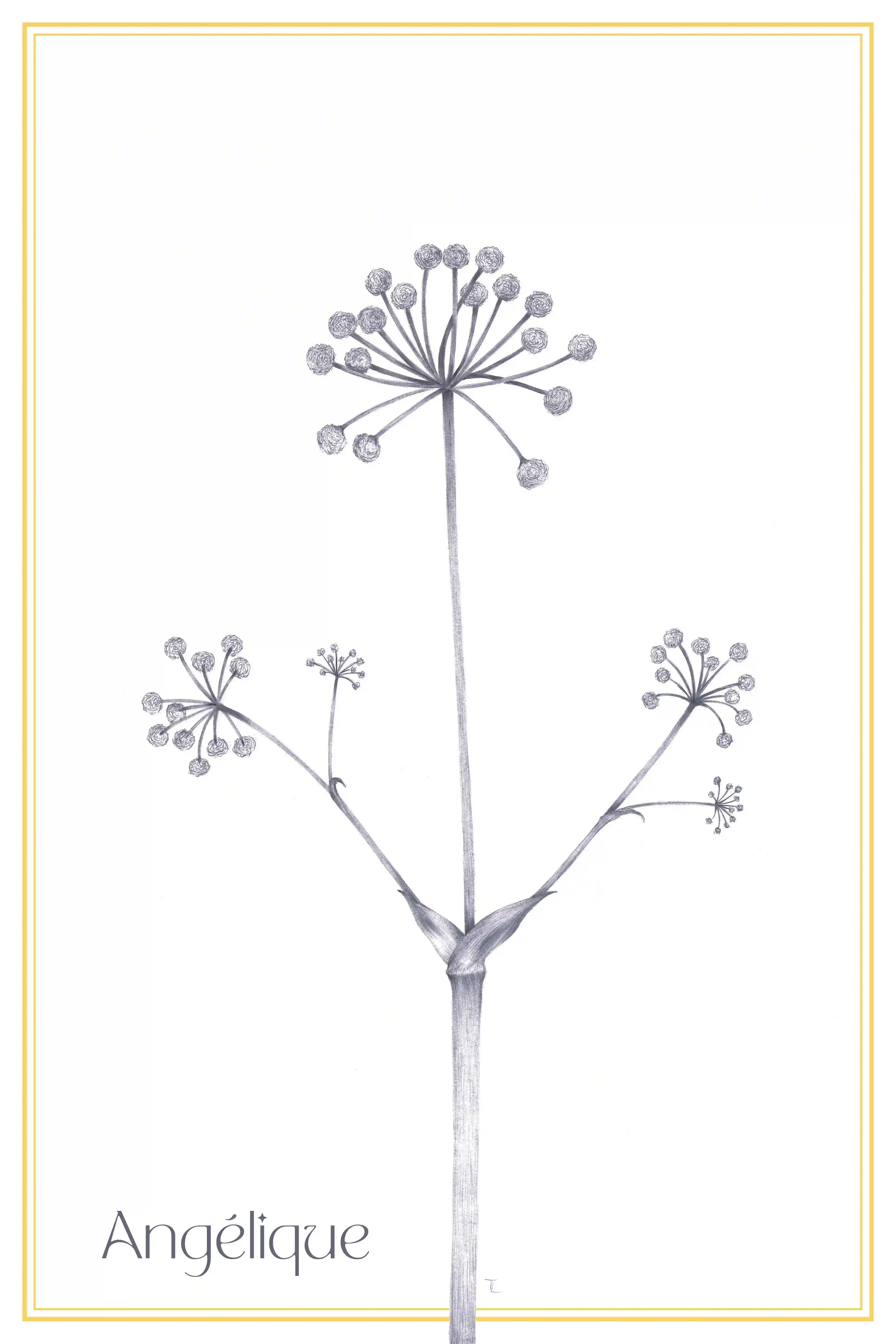 Ilustração botânica em tons de cinza de um caule de angélica com umbelas redondas compostas por pequenas flores, sobre fundo branco com uma borda amarela e a palavra Angélique no canto inferior esquerdo.