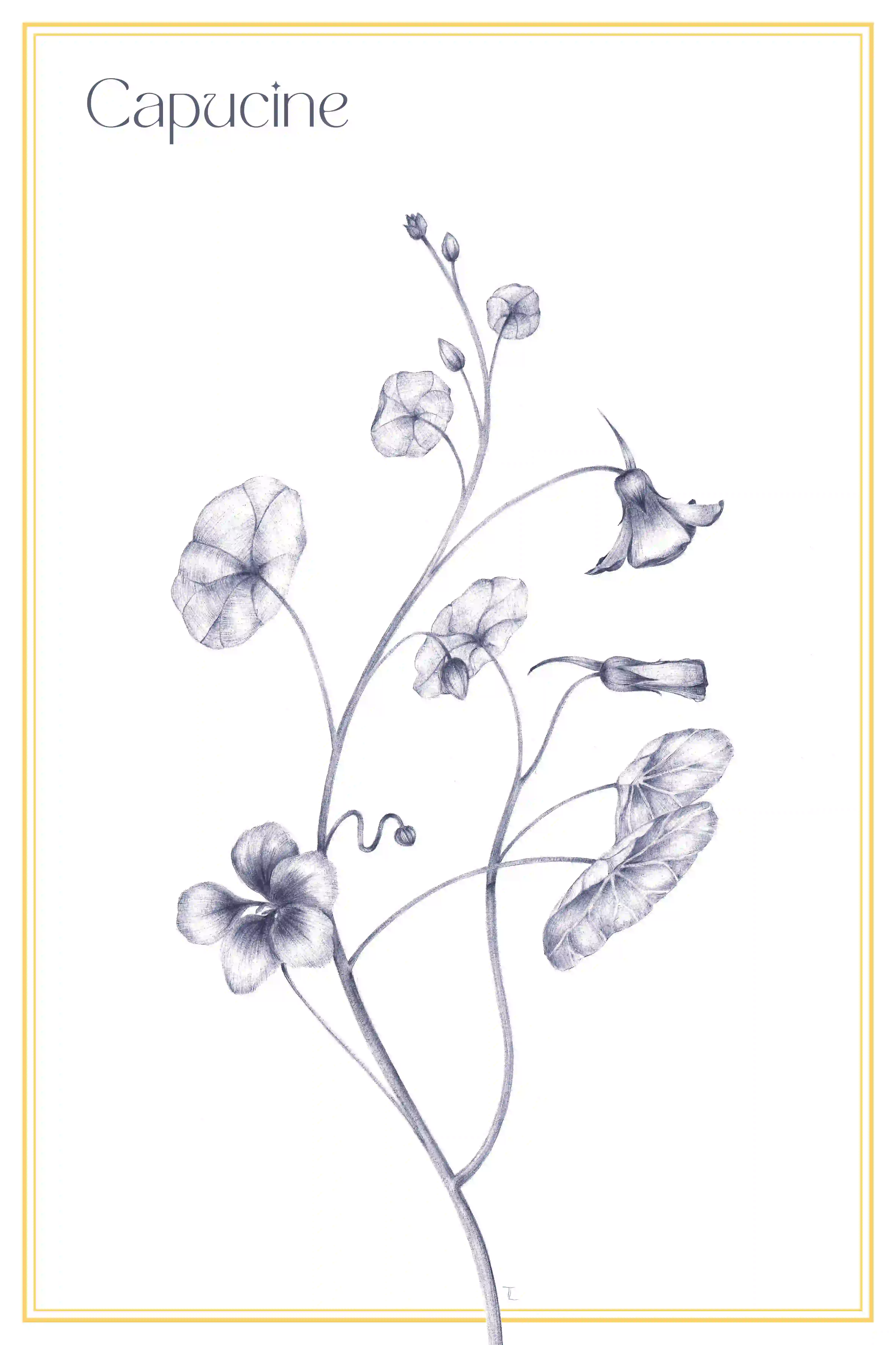 Ilustração botânica a preto e branco de uma planta de capuchinha com vários caules finos, folhas arredondadas com nervuras e várias flores em diferentes estados de floração.