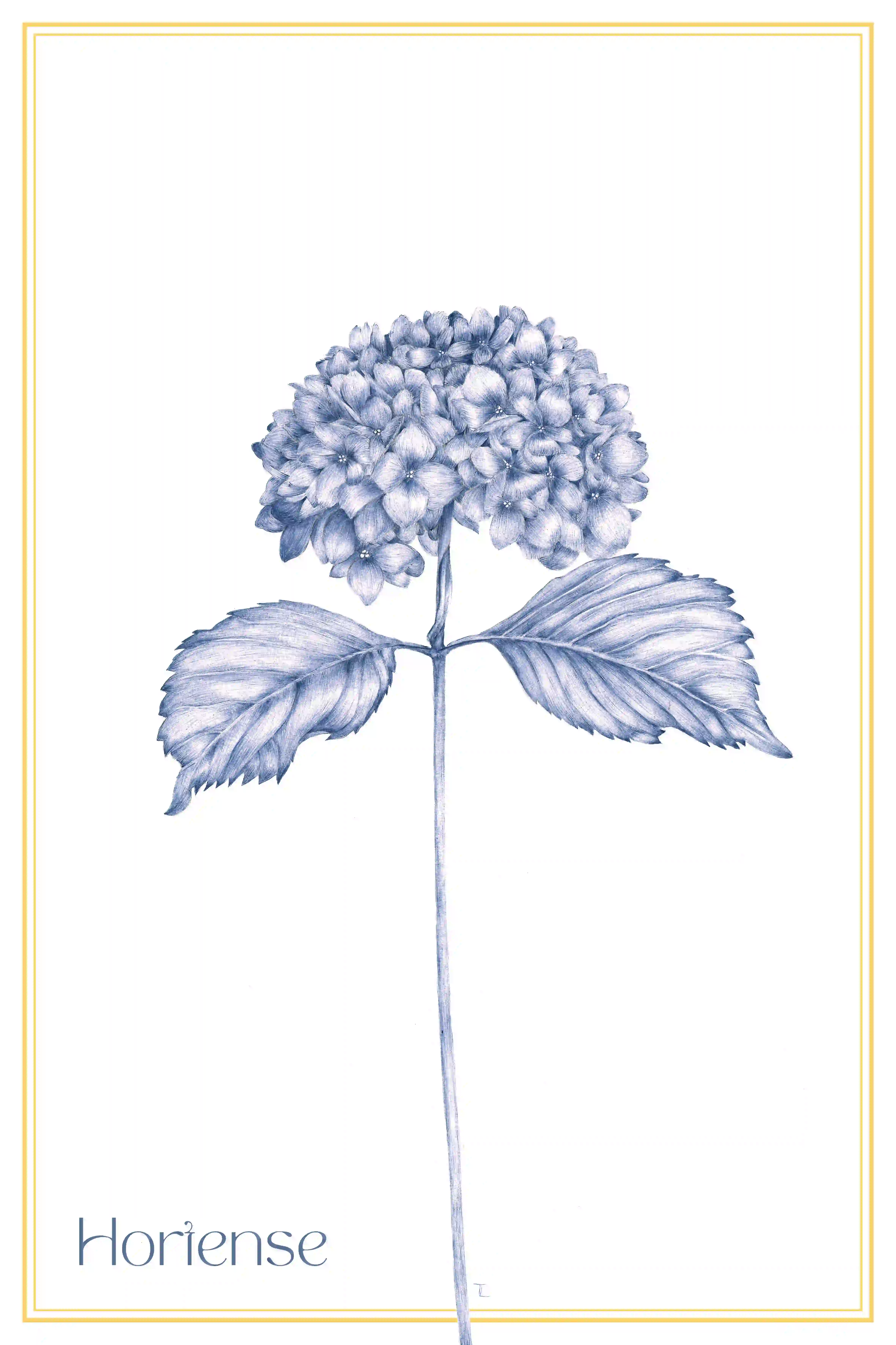 Ilustração botânica de uma flor de hortênsia com um caule fino, duas folhas largas e uma inflorescência em forma de bola composta por várias flores pequenas, sobre um fundo branco com uma moldura amarela fina.