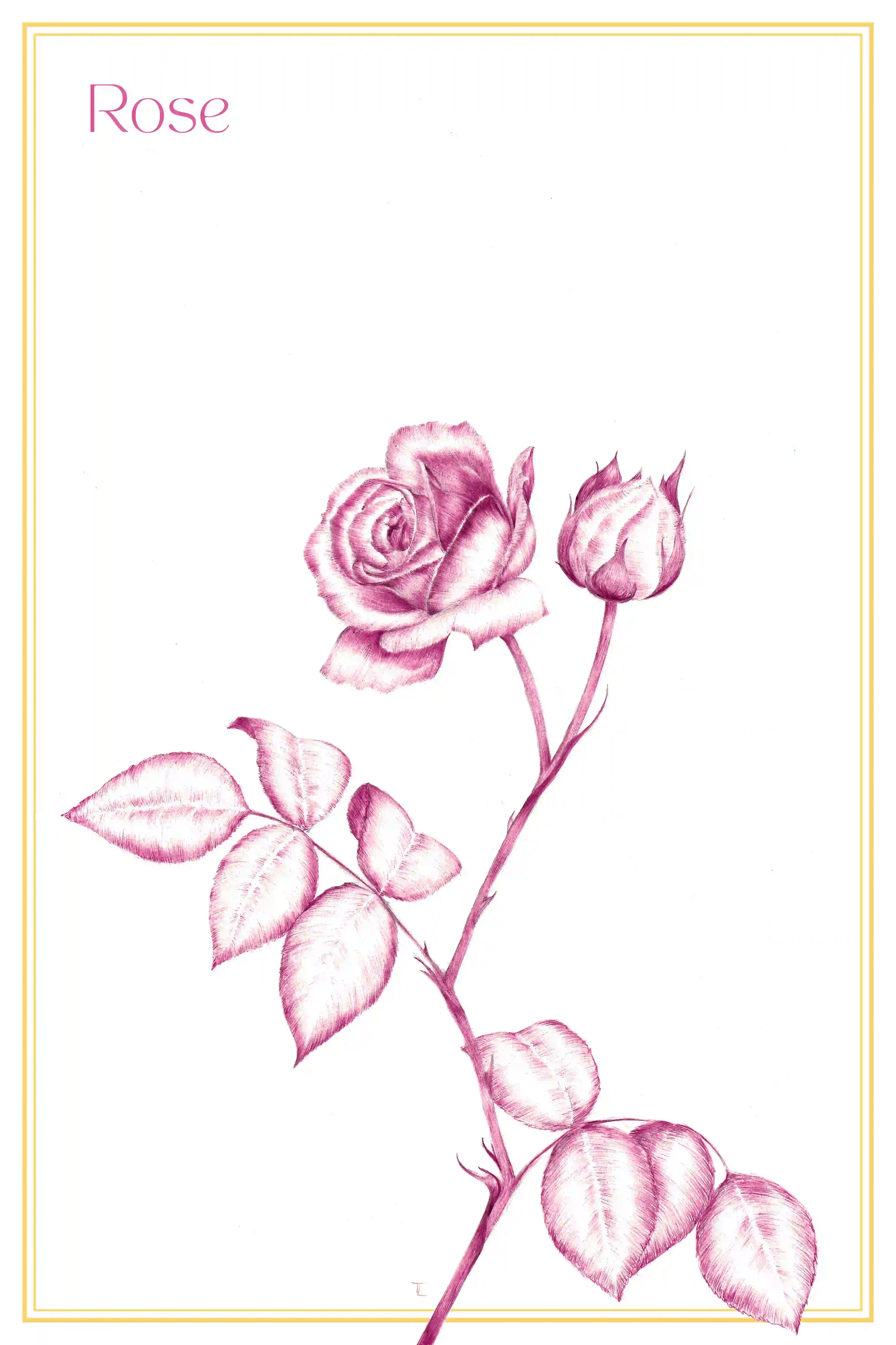 Ilustração botânica de uma rosa cor-de-rosa, exibindo um caule com uma flor aberta, um botão fechado e várias folhas detalhadas.