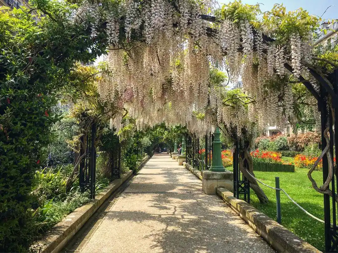 Garden path lined with black trellises supporting hanging clusters of white wisteria under a blue sky, with lawns, colorful flowers and green street lamps
