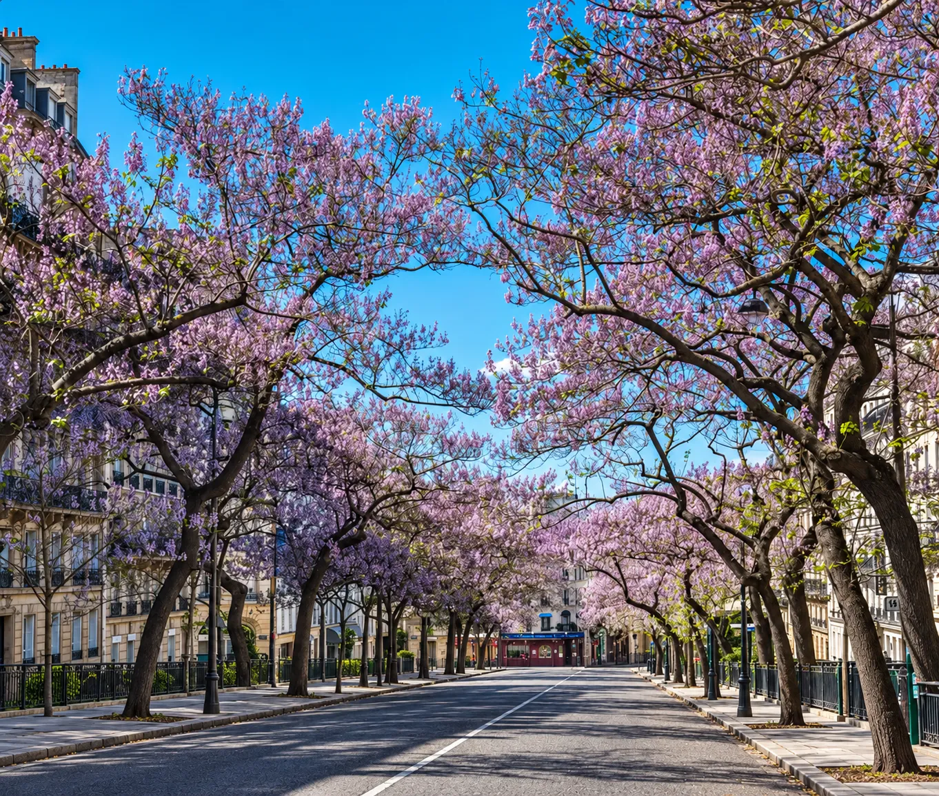 Rue bordée d'arbres en fleurs aux boutons violets, formant une arche au-dessus de la chaussée vide, avec des bâtiments résidentiels classiques des deux côtés sous un ciel bleu clair.