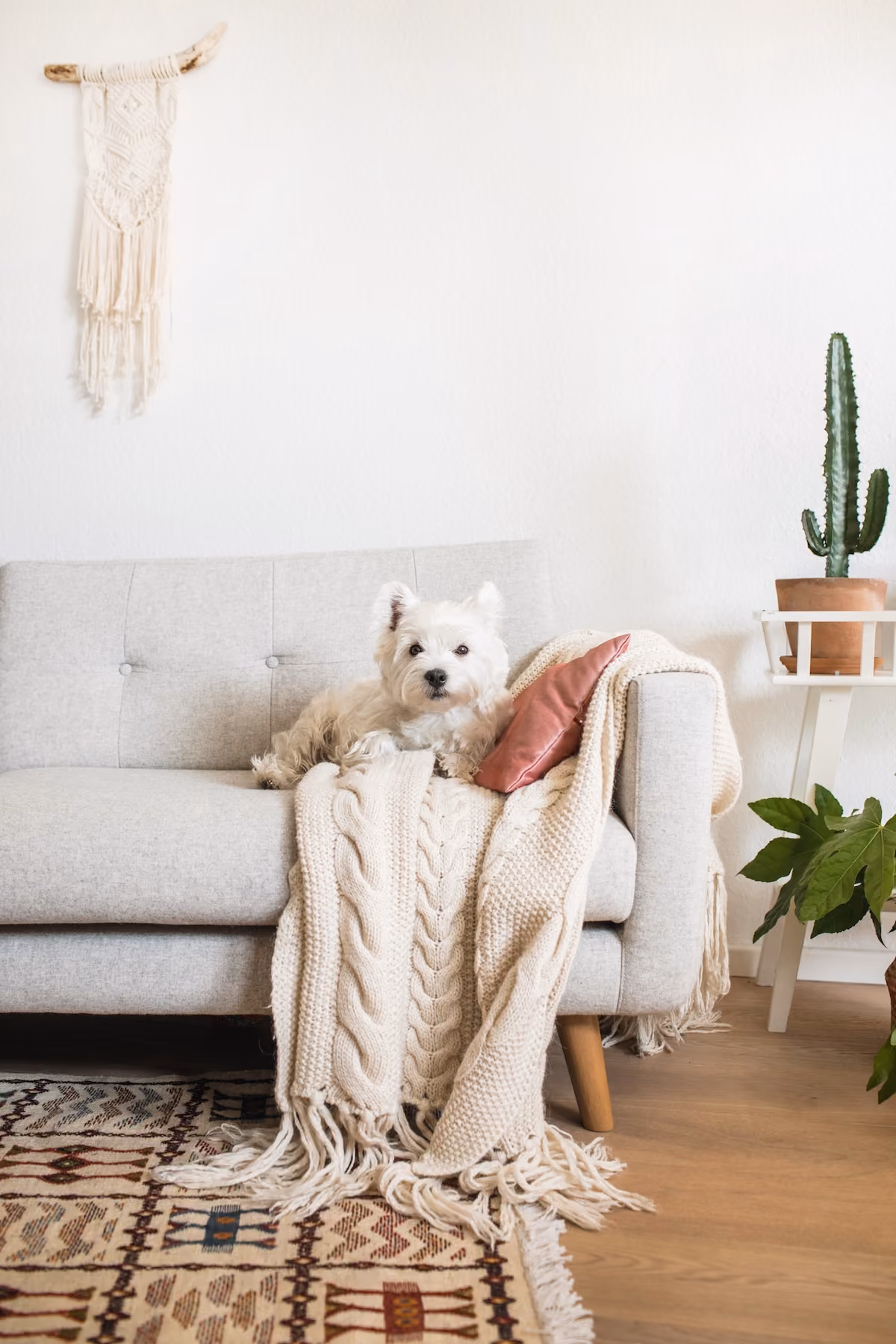 Dog on sofa