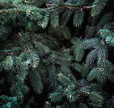 Balsam Cedar