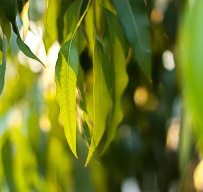 Eucalyptus