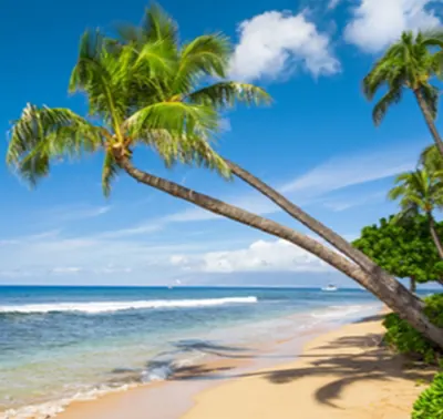 Hawaiian Breeze