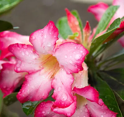 Karoo Rose
