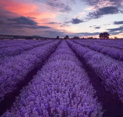 Lavender Bliss