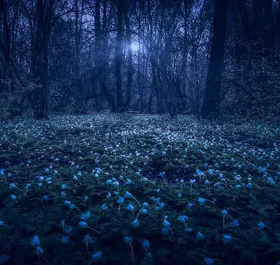Moonlight Moss
