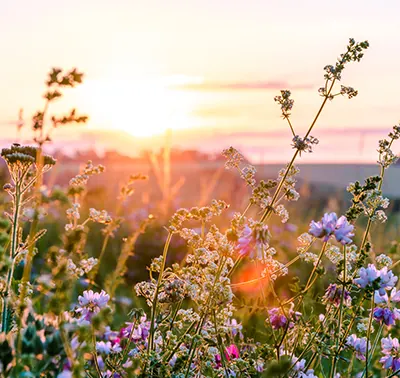 Vibrant Meadows