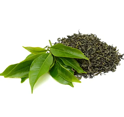 Yaupon Tea Leaves