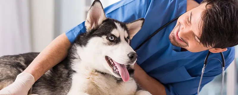 Scent Your Veterinary Waiting Room to Eliminate Malodors