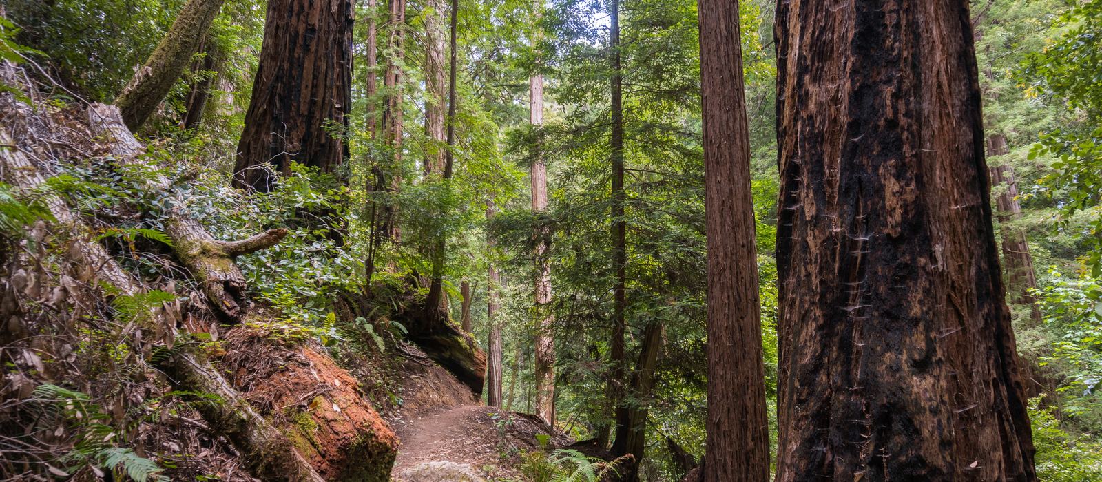 A redwood trail in Big Basin State Park, in the Santa Cruz Mountains