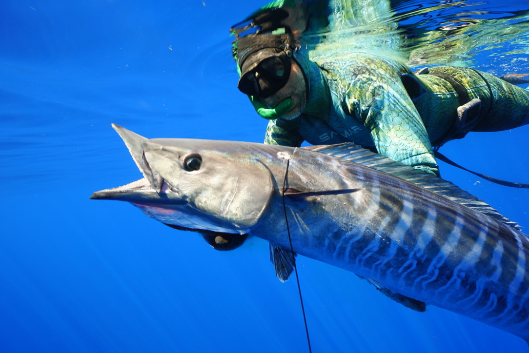 A spearfisher in a camouflage wetsuit swims at the surface holding a barred wahoo in the clear blue water below.