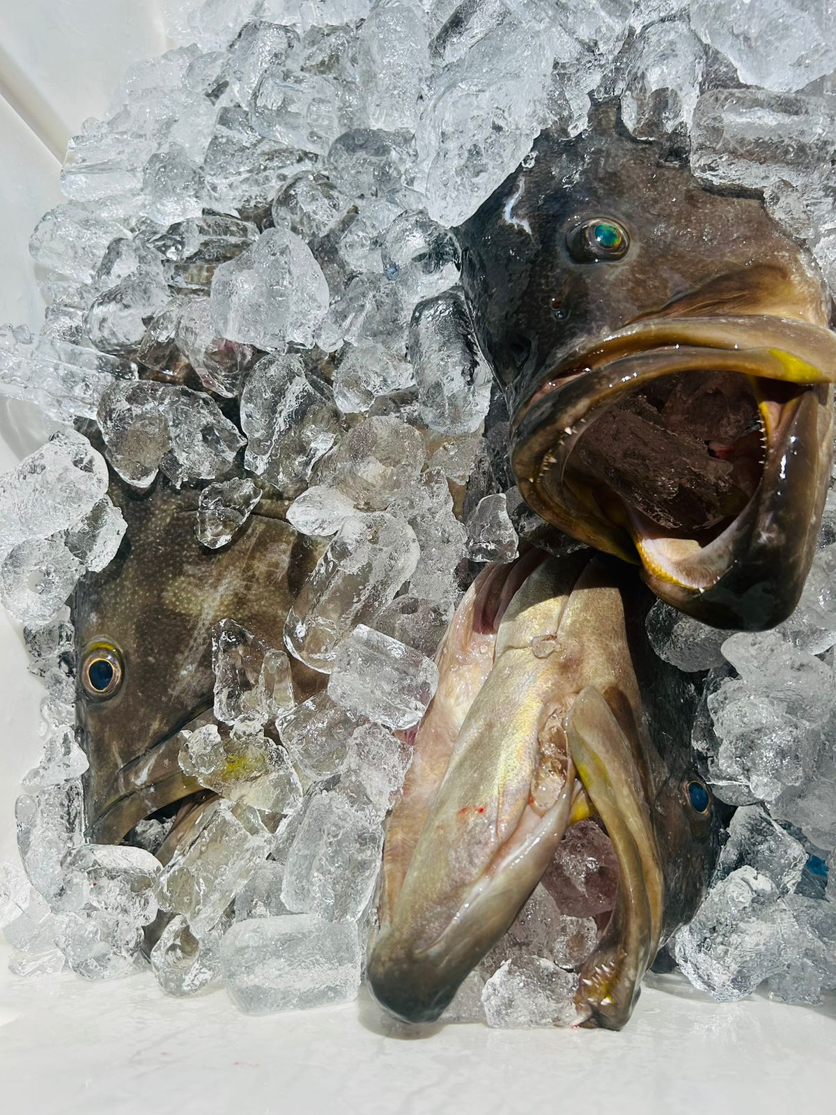 Two dark groupers packed in crushed ice inside a white cooler, their mouths open toward the camera.