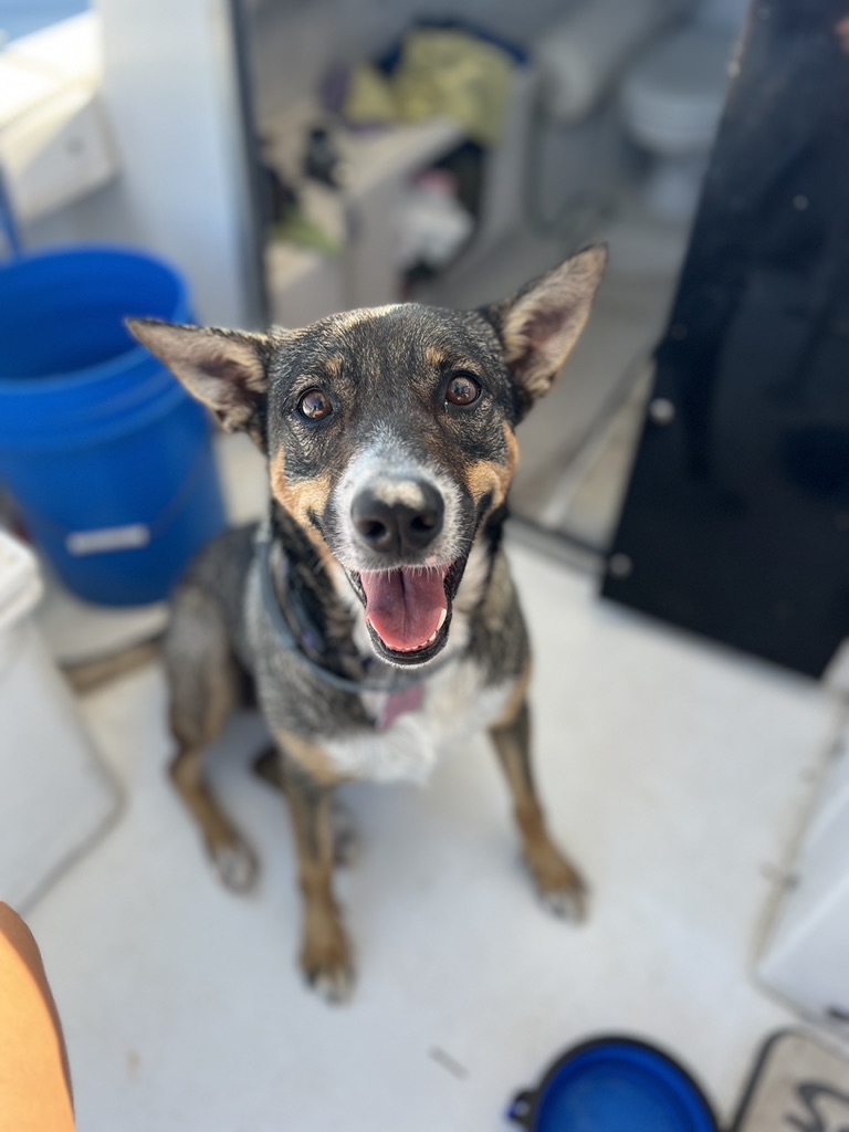 A brindle dog sits panting on the white deck of a boat beside a blue bucket and a folding water bowl.