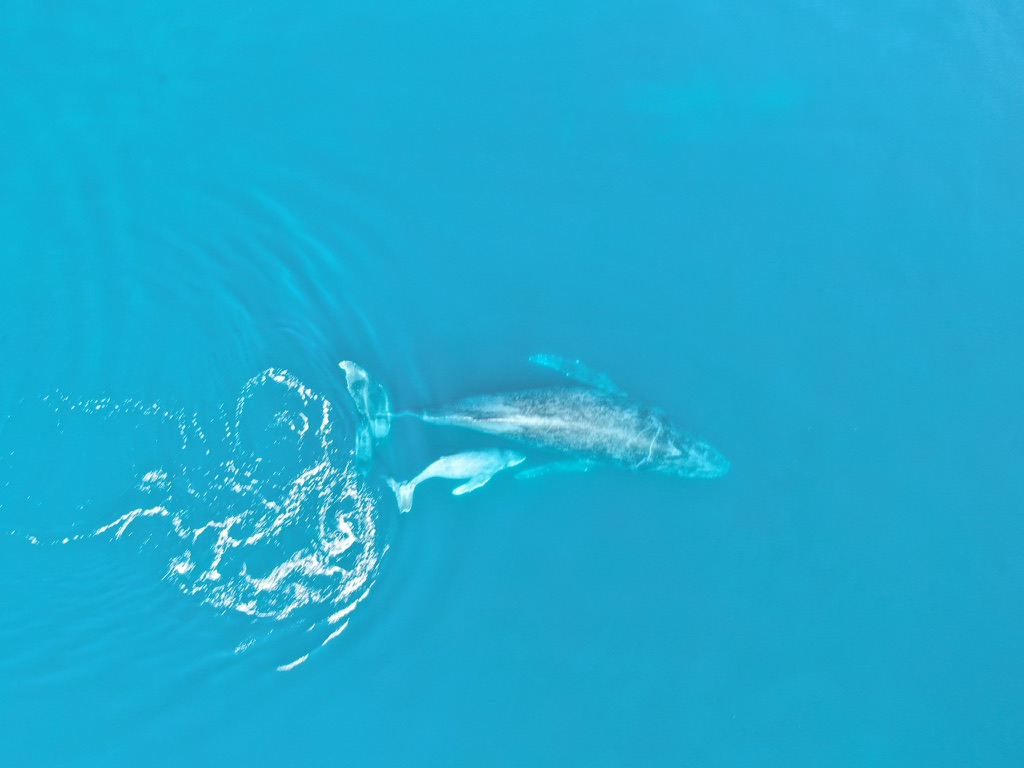 An overhead aerial view of a whale swimming alongside its much smaller calf in bright turquoise water.