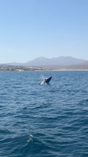 A whale breaches close to shore with the mountains and low coastal buildings of the Cabo coastline behind.
