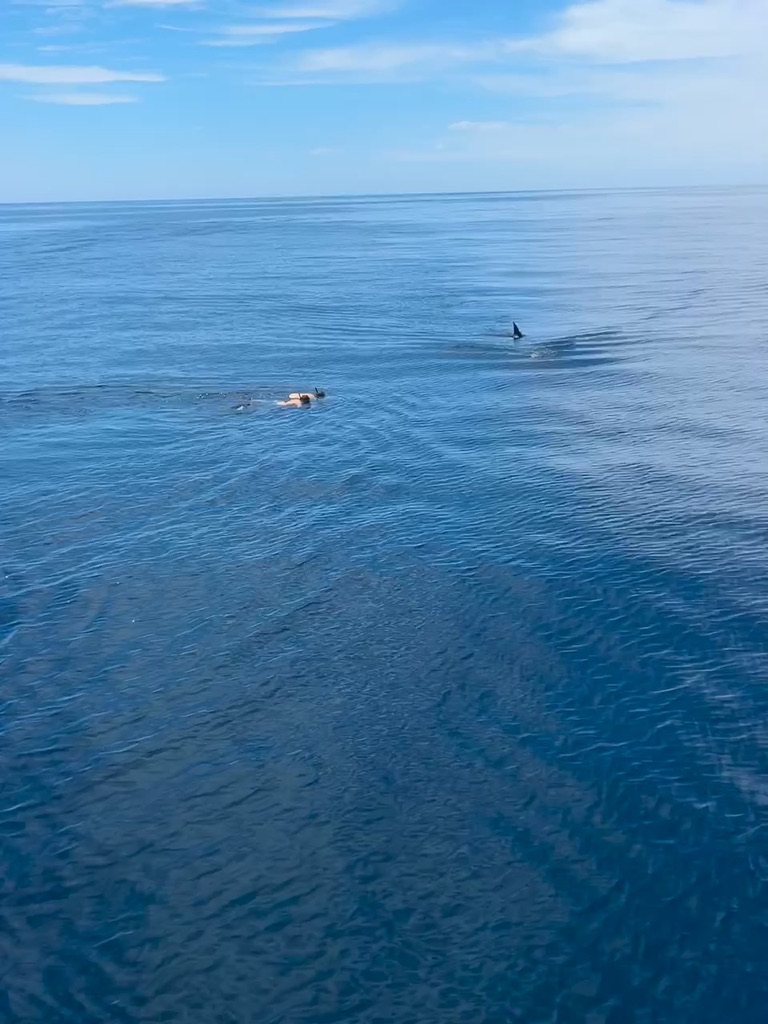 A person floats at the surface of calm open ocean as a dark dorsal fin cuts the water a short distance away.