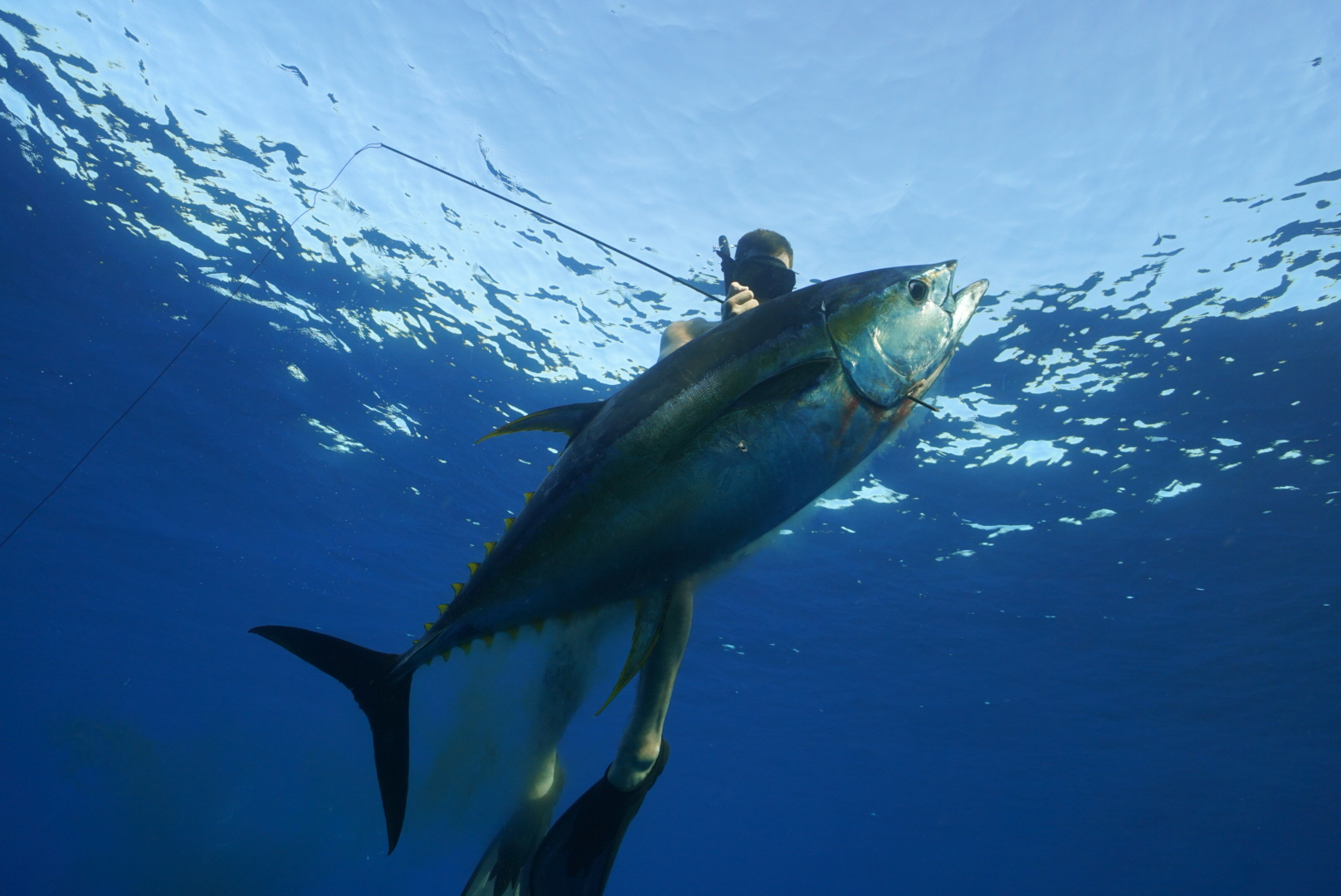 A freediver rises toward the sunlit surface in deep blue water holding a large yellowfin tuna on a spear shaft.