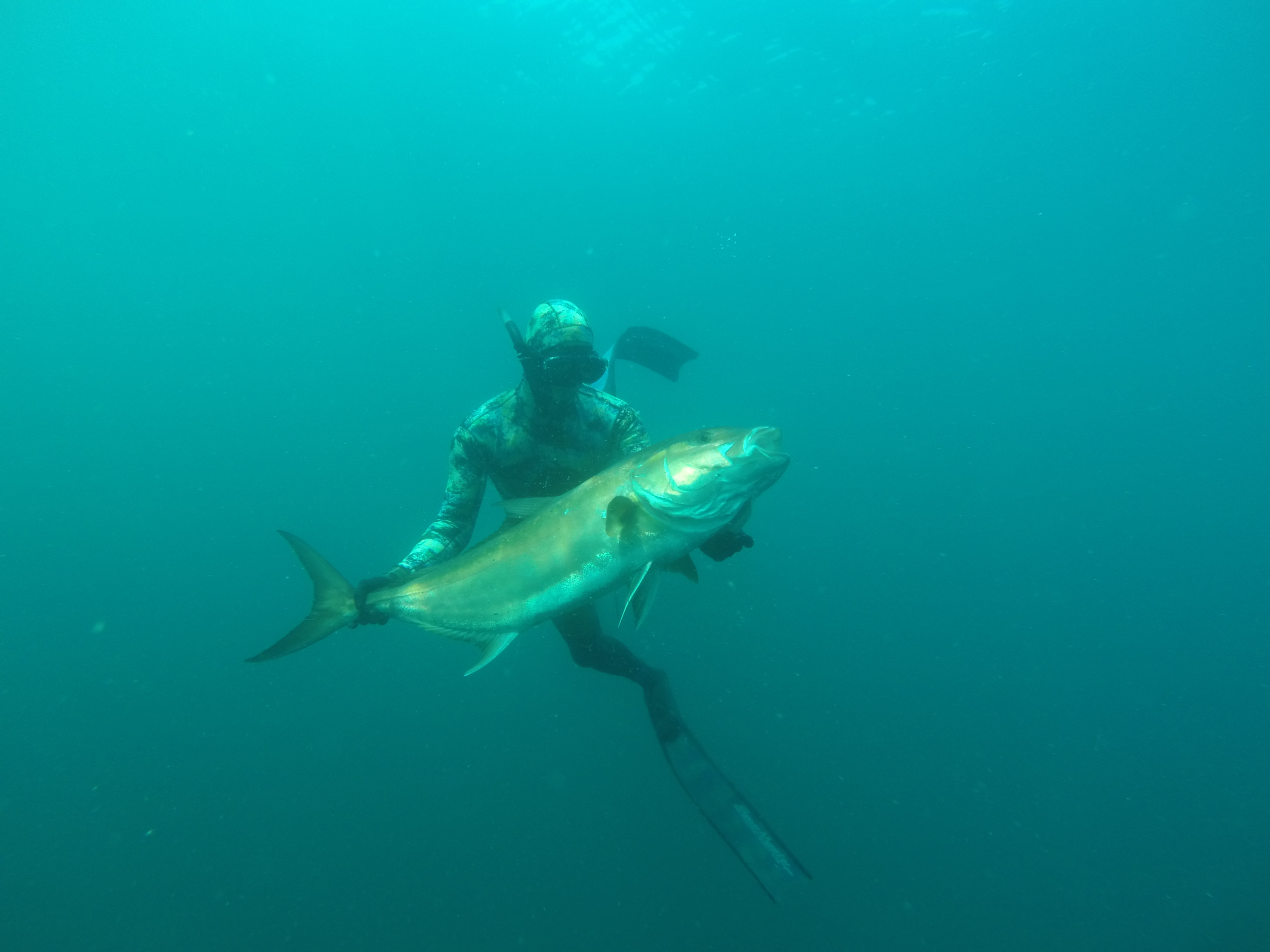 A freediver in a wetsuit swims up through green water holding a large silver and bronze fish by the head.