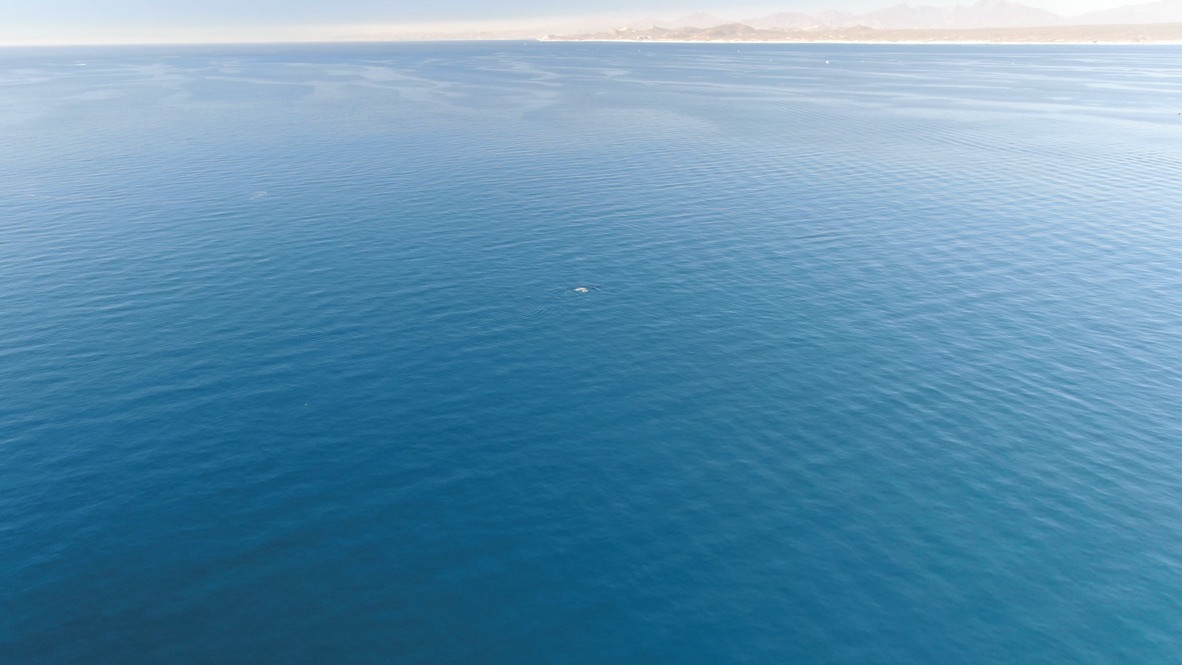Sea of Cortez Fishing