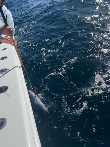 Bonito