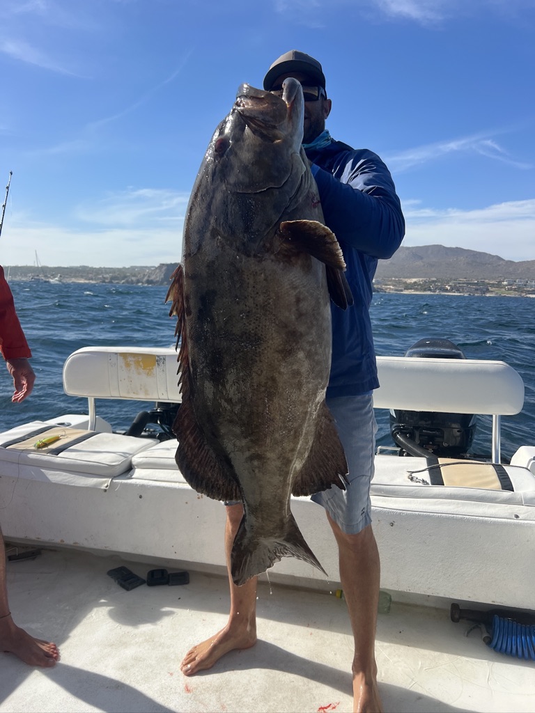 Amberjack