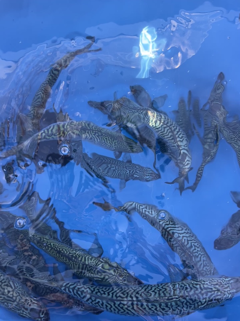 Live Bait Fishing