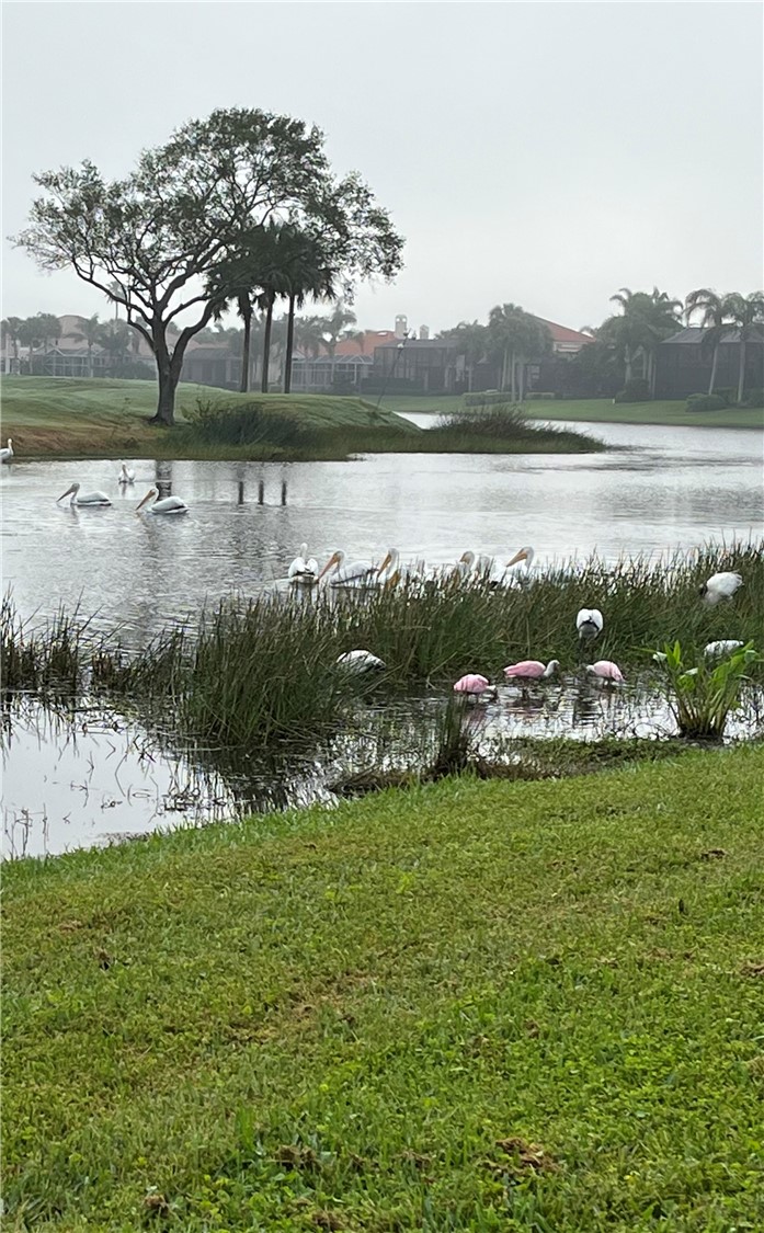 Waterfront property featuring a manicured lawn, natural shoreline vegetation, and mature landscaping
