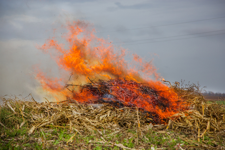 burning Sugar cane trash