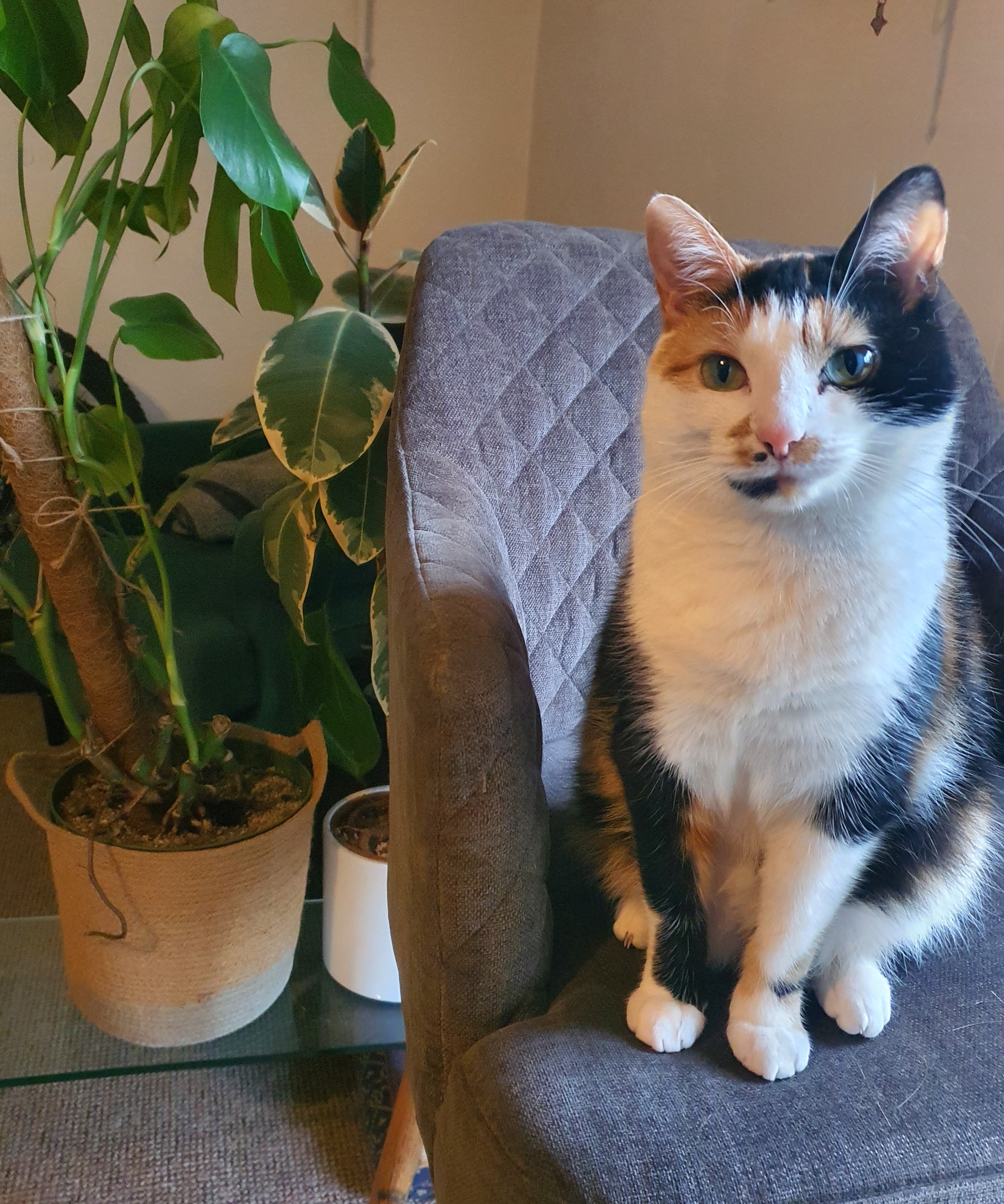 A calico cat sitting upright and alert on a textured grey fabric office armchair beside a tall potted plant.