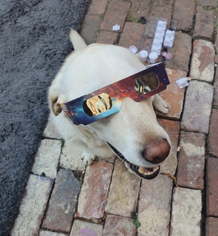 A smiling yellow Labrador standing on a brick path outside, wearing decorative cardboard eclipse glasses across its snout.