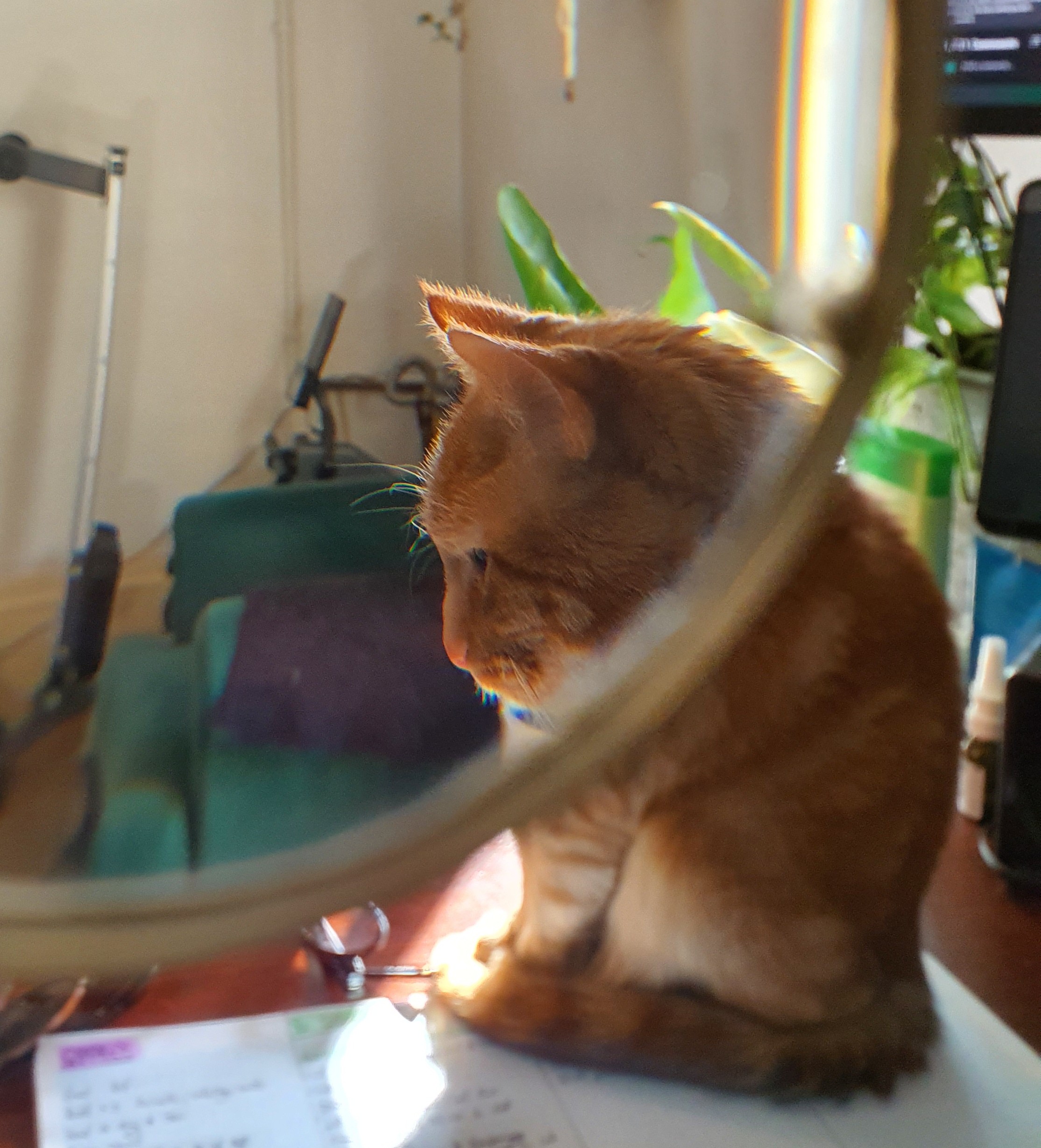 A ginger Cat being viewed through a magnifying glass so that only his head is magnified giving a funny perspective. It is his side profile with an enlarged head sitting as though he is thinking. Very funny.