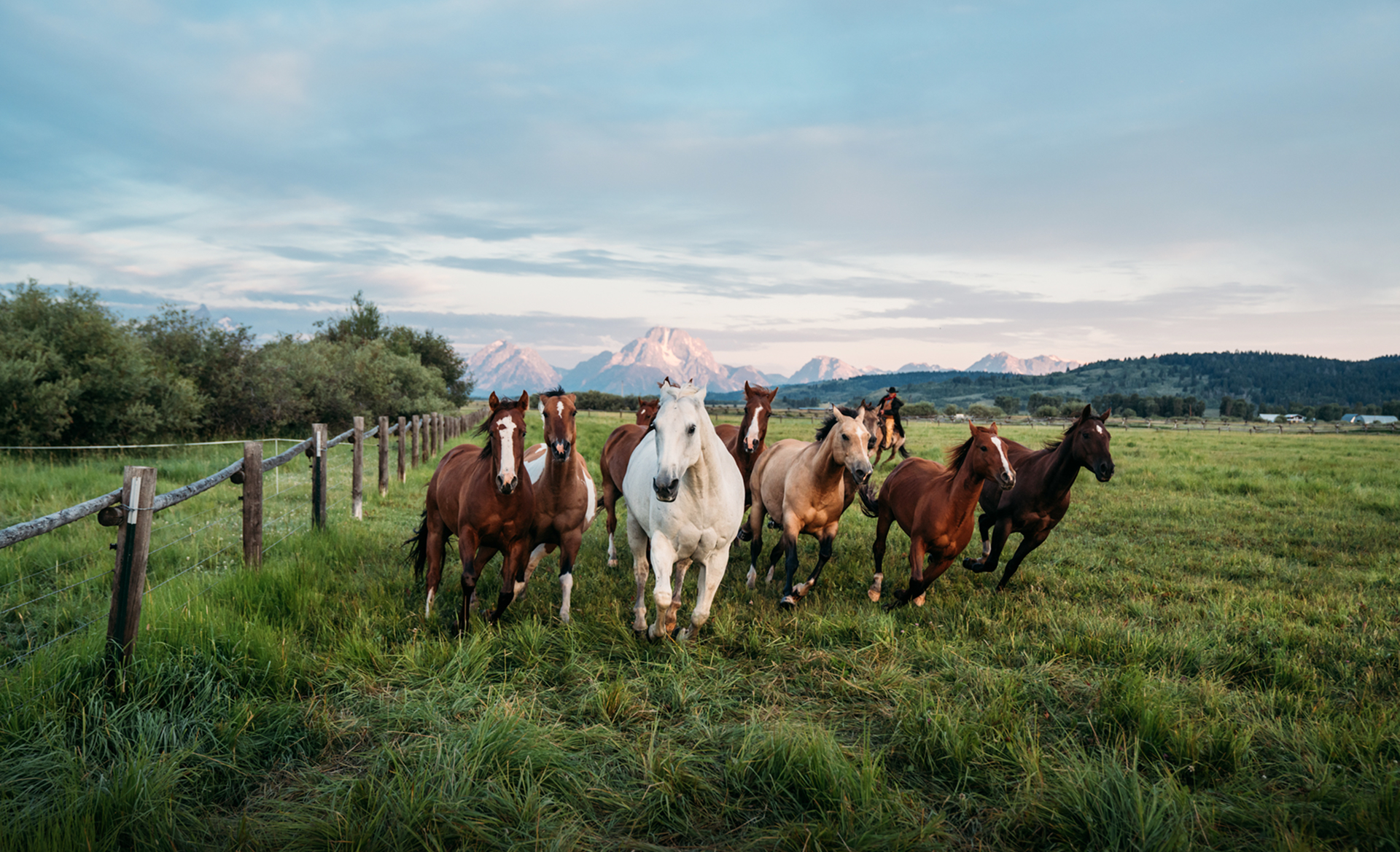 Herd of horses running in Jackson Hole