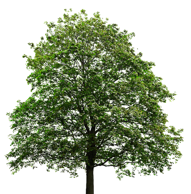 Background image of a tree