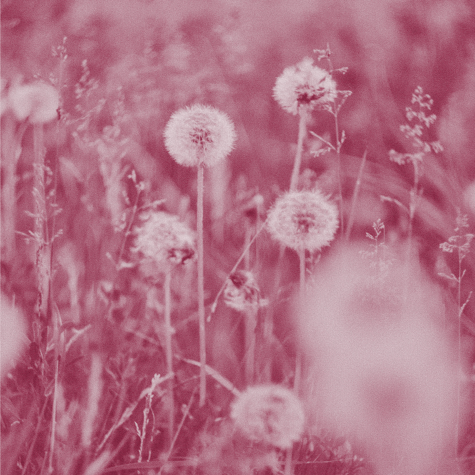 Close-up of several dandelion seed heads in a field with grass and plants, shown in a pink monochrome tone.