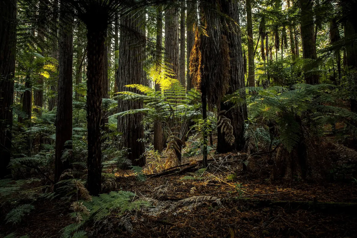 NZ forest with sun shining on a fern