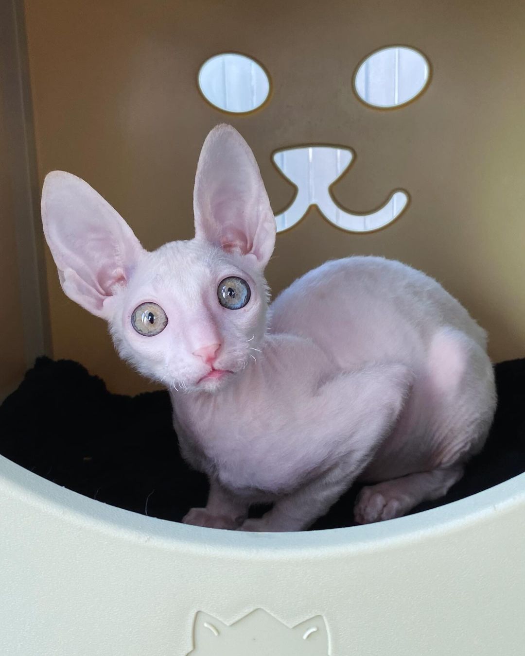 cornish rex kittens for sale